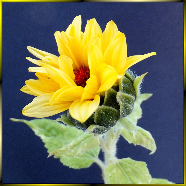 Sunflower = Summer. ©UdoSm
