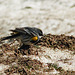 Day 6, Yellow-rumped Warbler, Tadoussac
