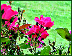 Bush of Roses.