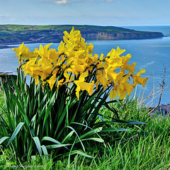 Daffodils with a sea view
