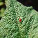 Multi-coloured lady Beetles / Harmonia axyridis