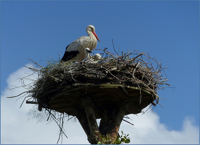 Storks family..