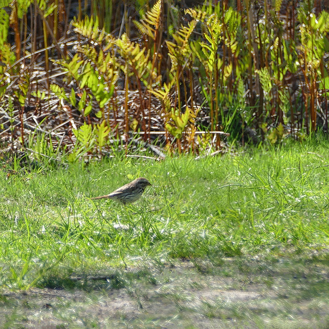 Day 12, unidentified bird (Lincoln's Sparrow?), Cap Tourmente