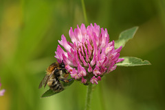 Bee in Clover 2