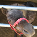 Amish Draft Horse Lancaster County, PA