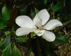 Magnolia parasol*************