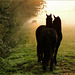 # 1 - Horse Love...