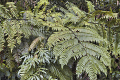 Rain Forest Ferns – Rainforest Adventures Costa Rica Atlantic, Guápiles, Limón Province, Costa Rica