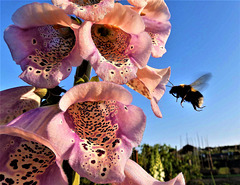 Bees love Foxgloves !!!
