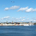Stockholm mit Möwe
