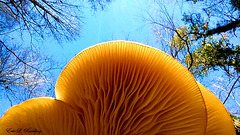 Beneath mushrooms
