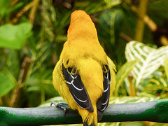 Yellow Oriole, Trinidad