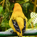 Yellow Oriole, Trinidad