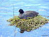 Coot On A Nest