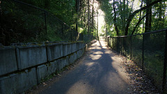 Shady path between fences