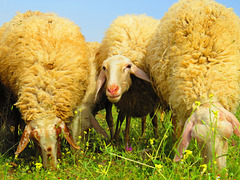 Moutons jaunes race Assaf   (on EXPLORE)