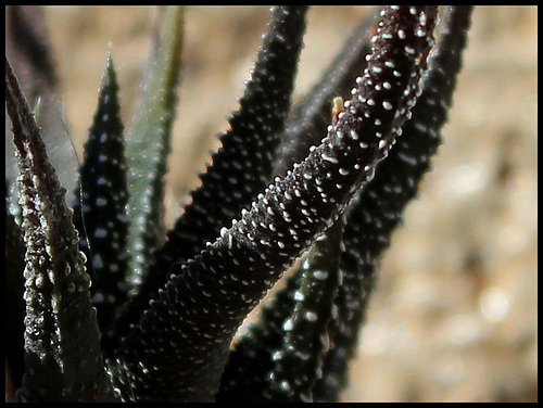Haworthia kuentzii (2) Haworthia kuentzii (2)