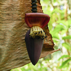 Banana plant, Asa Wright, Trinidad
