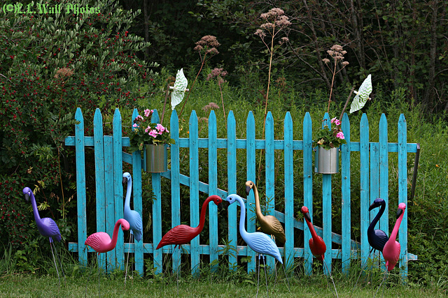 Fancy Fenced-Out Flamingoes