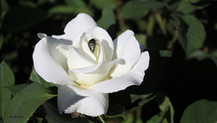 Rose blanche et son intruse , une cétoine funèbre