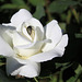 Rose blanche et son intruse , une cétoine funèbre