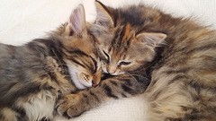 Two little Italian cats