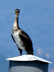Stresa- Cormorant