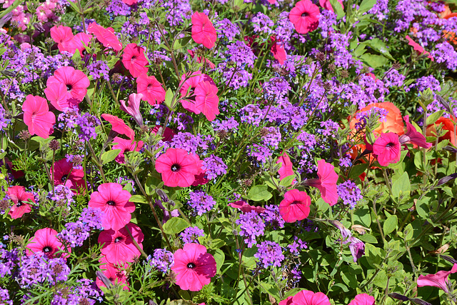 Alaska, Anchorage, Colorful Flowers off the Public Library