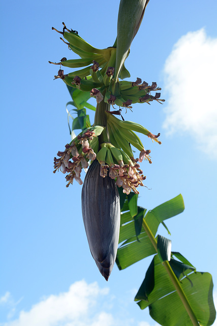 Dominican Republic, Banana Flower with Ovaries