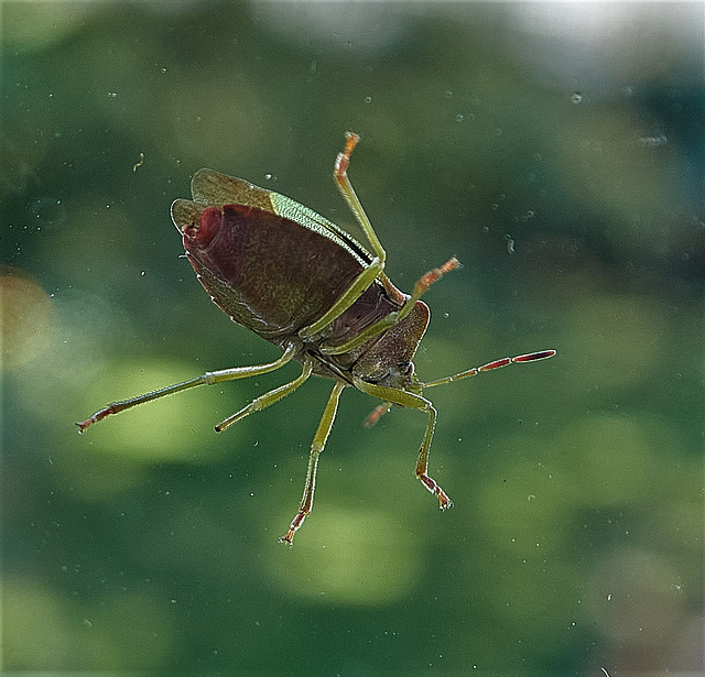 Green Shield Bug On My Window.....Outside!!