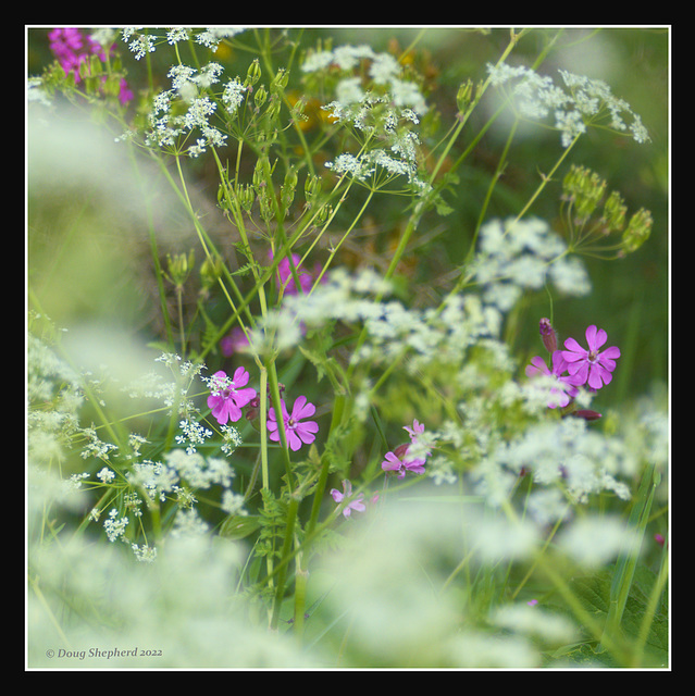 Red Campion among the Cow Parsley