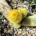 Prickly Cactus