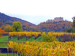 Weinberge im Herbst vor dem Hambacher Schloss