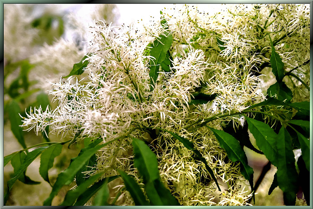 Blüten der Manna-Esche.  ©UdoSm