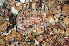 Crab shell, seaweeds and flint shingle Shoreham 27 6 2011