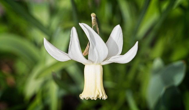 Daffodil (+PiP)