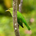 Green Honeycreeper female, Trinidad