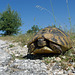 Greece - Greek tortoise