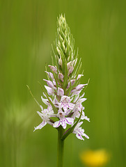Common Spotted Orchid (2)