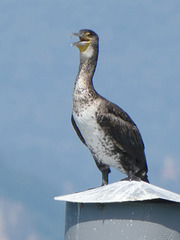 Stresa- Cormorant