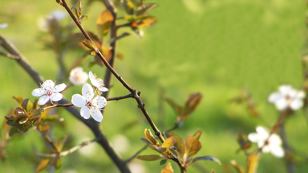 white prunus