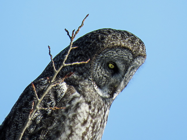 Great Gray Owl, watching and listening