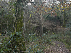 Cornwall - path into the woods, Millook