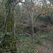 Cornwall - path into the woods, Millook