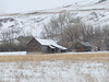 Prairie life in winter