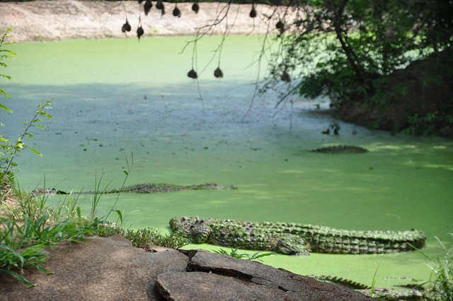 La grandajn krokodilojn la bredistoj translokigas al granda subĉiela tereno kun granda akvujo
