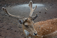 Azores, The Island of Pico, Portrait of the Deer