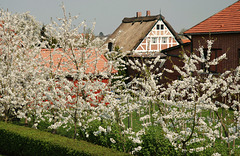 Kirschblüte bei Steinkirchen