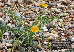Yellow Horned-poppy Shoreham 27 6 2011