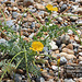 Yellow Horned-poppy Shoreham 27 6 2011